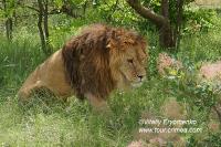 Прогулки со львами или майская поездка на электровелосипеде в парк львов «Тайган» -фоторепортаж.