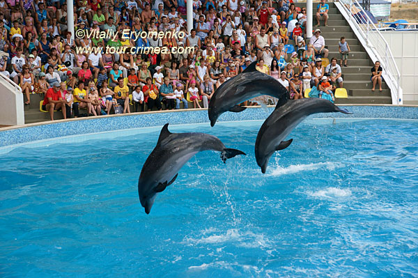 Дельфинарий в Коктебеле и Карадагский дельфинарий (на биостанции) – фоторепортаж.