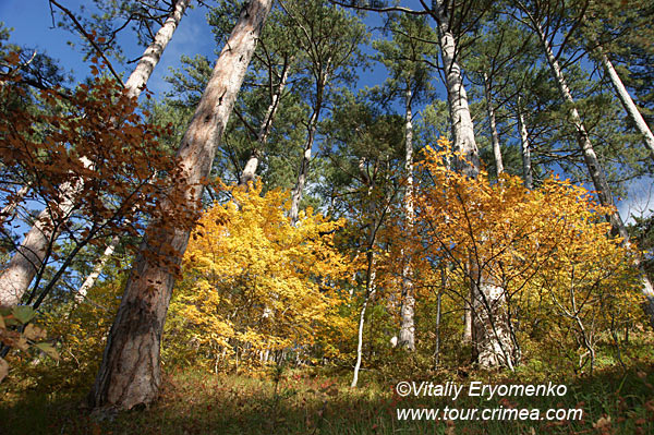Золотая осень в живописном ущелье Уч-Кош над Ялтой - фоторепортаж