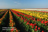        Крымская Голландия в с.Янтарном – тюльпановый рай – фоторепортаж