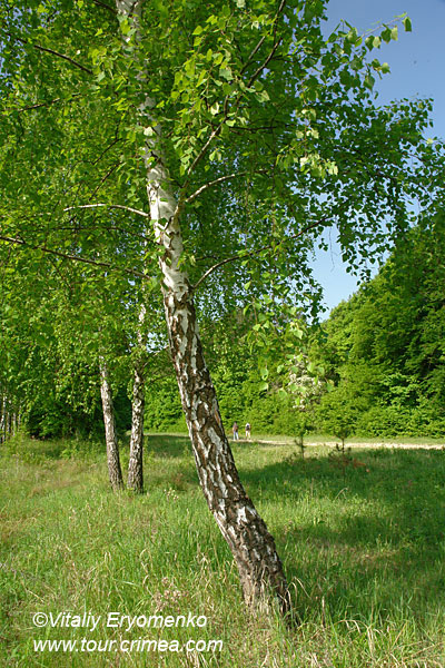 DSC03248