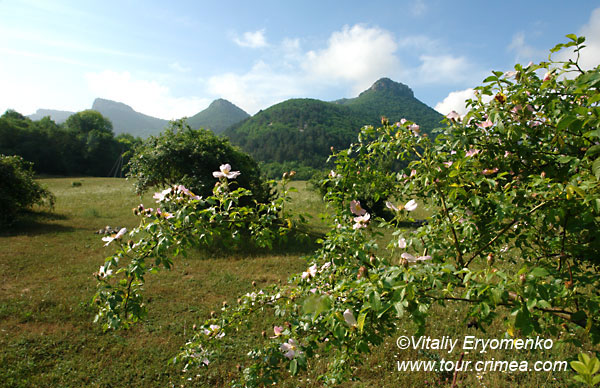 DSC04241