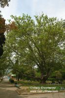 DSC03195