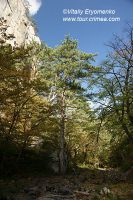 DSC00980