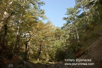 DSC00981