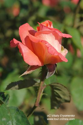 DSC03009