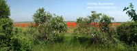 Pan-s-makami-i-tsvet-shipov