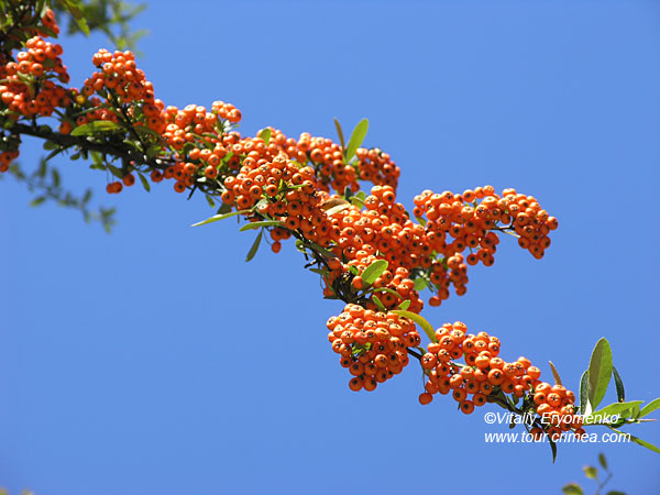 P1010536