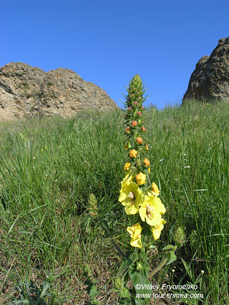 P1015356