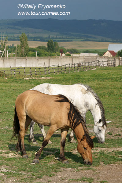 DSC06529